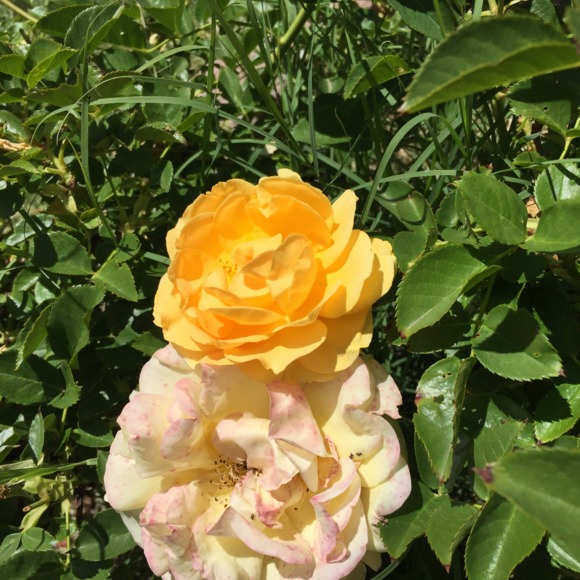 Meet your Posher, Kaia - Picture 1 of 1